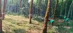 45 Cent Prime Plot for Sale (Karimugal–Puthencruz Route)