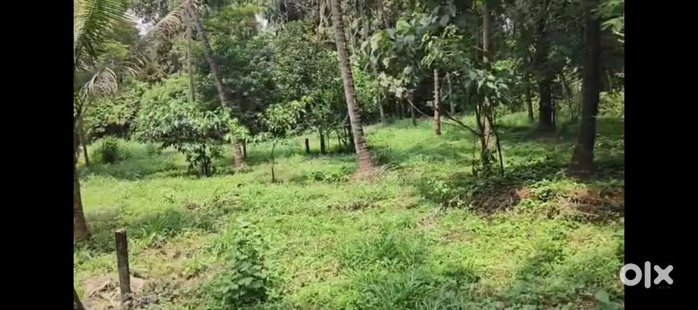 29 Cent Residential Plot for Sale in Kechery  ₹1.4L/Cent