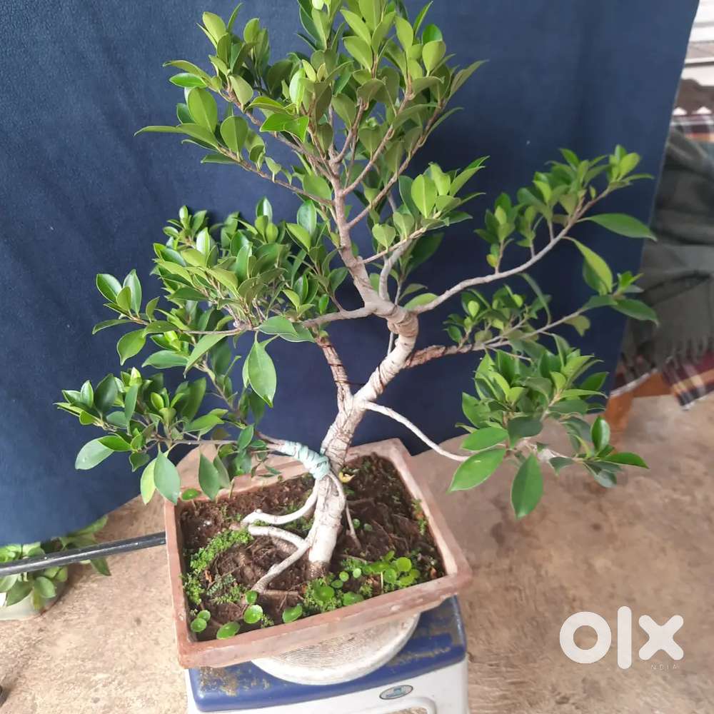 Bonsai plants for sale