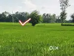 3 vigha zameen hai Kunderki road par jisko khareedni hai contact kare