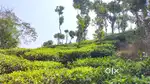 23-Acre Scenic Farm in Varayal Wayanad