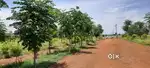 Open plots for sale near Bibinagr