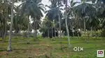 Coconut farmland for sale in Kozhinjampara, Palakkad
