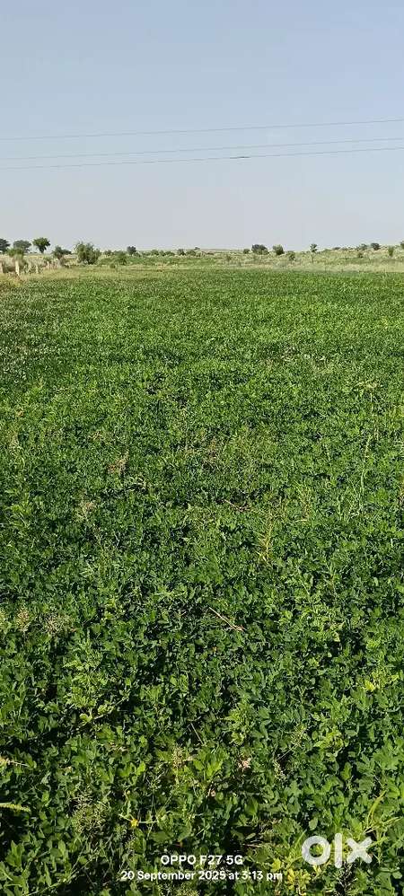 25 बिघा बीकानेर रोड पुगल 12 बिघा कमांड 13 बिघा अनकमांड