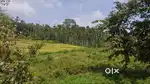 Small House with 50 cent Land For sale in Kenichira Wayanad,Paddy view