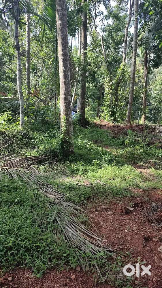 13 cent land in Thuneri Mundavantheri