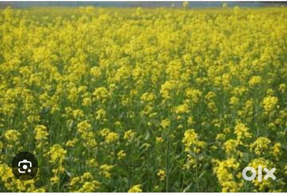 खेती की ज़मीन नुमाया डाही गांव, तहसील सदर, प्रयागराज