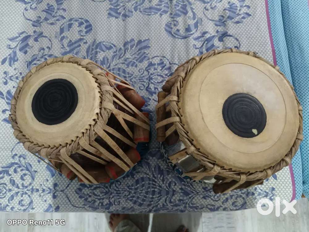 Shell of musical instruments