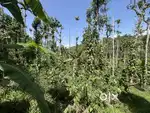 3.15 ACRE WELL MAINTAINED AGRICULTURE LAND FOR SALE AT TETTAMALA