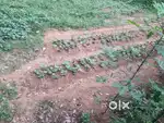 Edukkavu 4 cent plot for sale