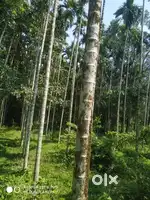 Good agriculture land