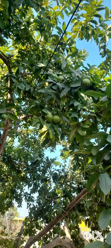 Sell my plot in maidani near government school maidani