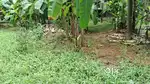 20 cent plot for rent/ lease @ marottichode jn. Edappally