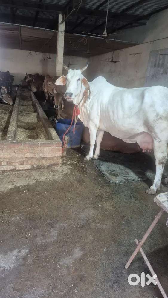 Gaushala ( cow dairy)