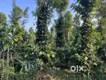 COFFEE LAND NEAR KURUVA ISLAND