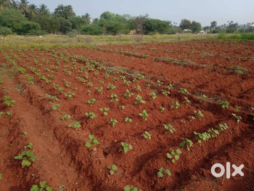 Agriland in Thingalur-erode