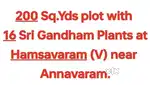 Plot with Sri Gandham Plants