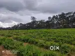 5 Acre Ideal Land For Resort/Farmhouse – Poothadi Wayanad