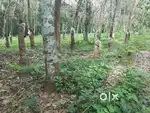 125 Cent Plot for sale near Kaipattoor Jn Pathanamthitta - 3Lakh/Cent