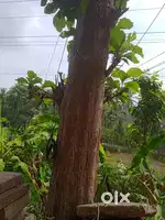 Teak wood Trees