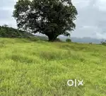 Premium Farmhouse plot , Cear title, lots of plot available
