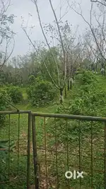 Agricultural land Rubber Belthangady