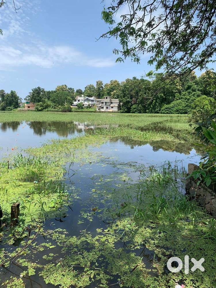 45 cents paddy land for sale