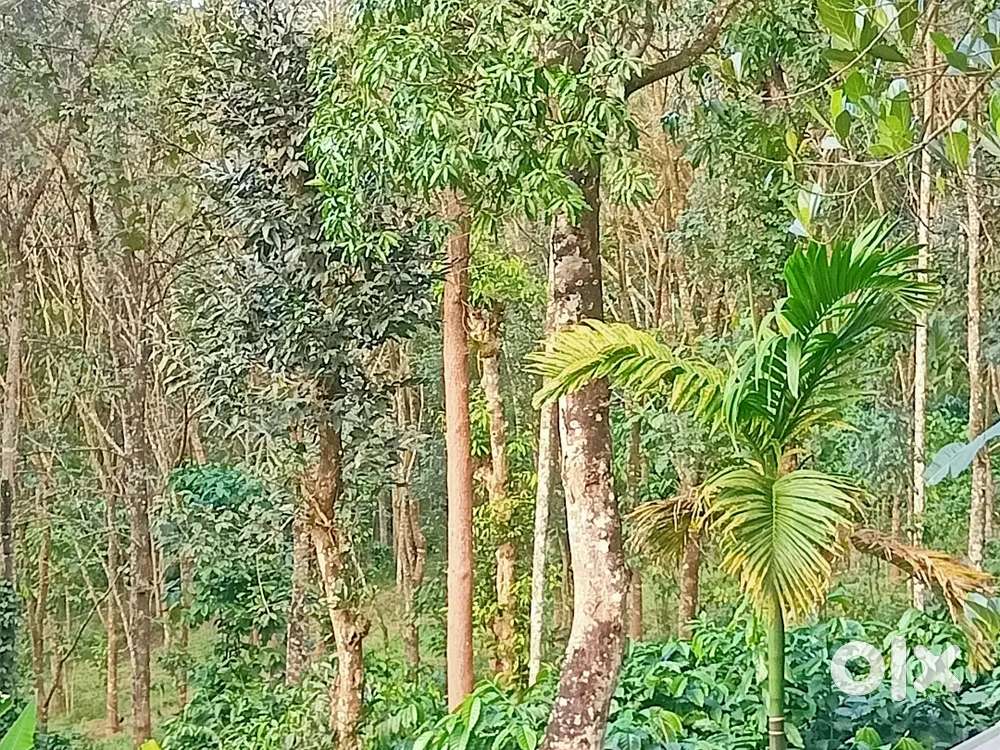 പൂതാടി പഞ്ചായത്തിൽ 1 ഏക്കർ സ്ഥലം കുറഞ്ഞ വിലയ്ക്ക്