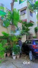 Huge Palm 10 feet tall potted in white plastic pot