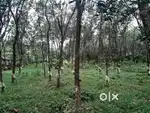 Rubber plantation for sale or lease