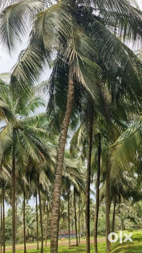 Pollachi to palakkad road nearly