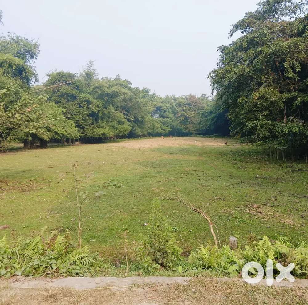 Urgent sale 1 bigha land in Muguria