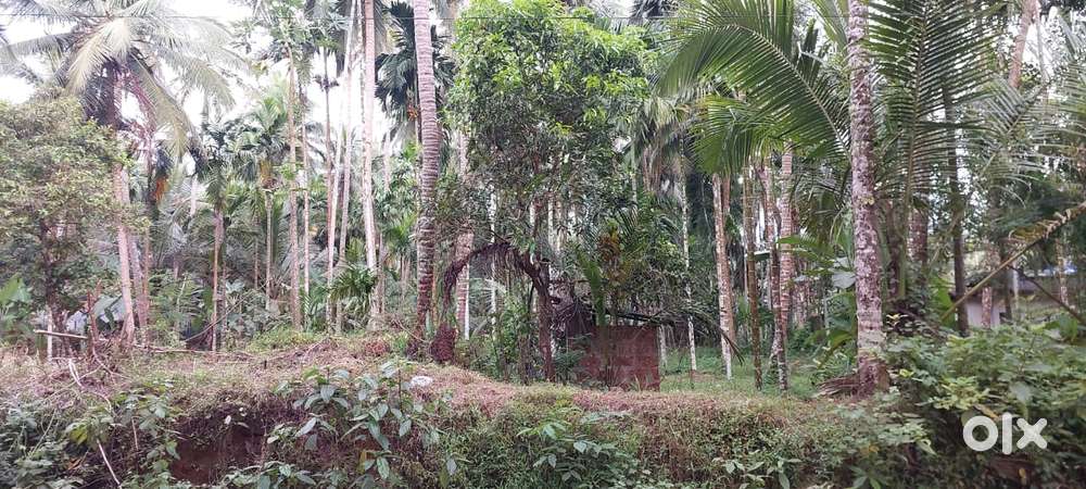 7 CENT LAND FOR SALE CHELANOOR KOZHIKODE
