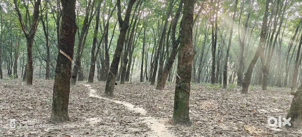 Land selling with rubber tree