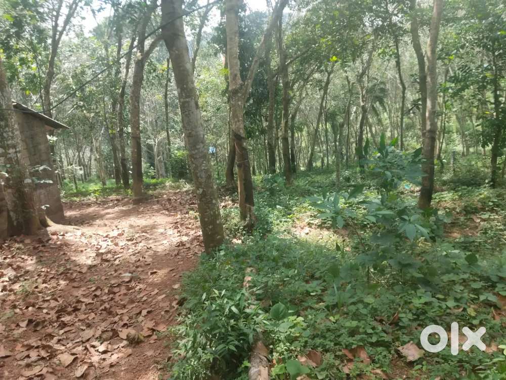 Rubber plantation for sale
