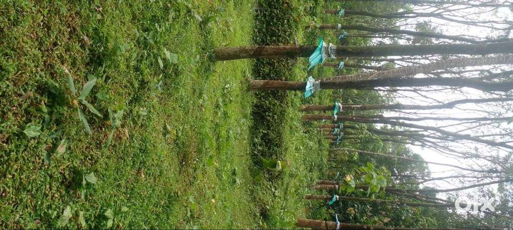 Rubber plantation/ residential plot at cheap rate.