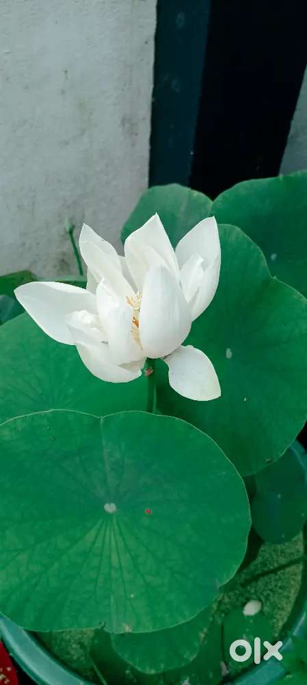 6.5 cent land for sale