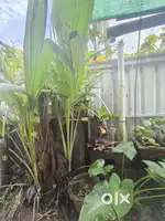 5 (3 years old ) small coconut tree thaikal