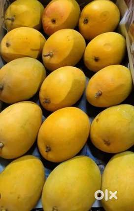 Devgad Hapus Mango 900 Dzn