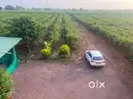 malpuri guava farmhouse