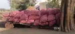 Onion 500 rs