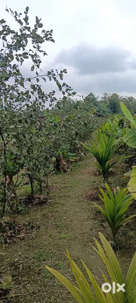 2 bigha miyadi land per bigha 9lakhs