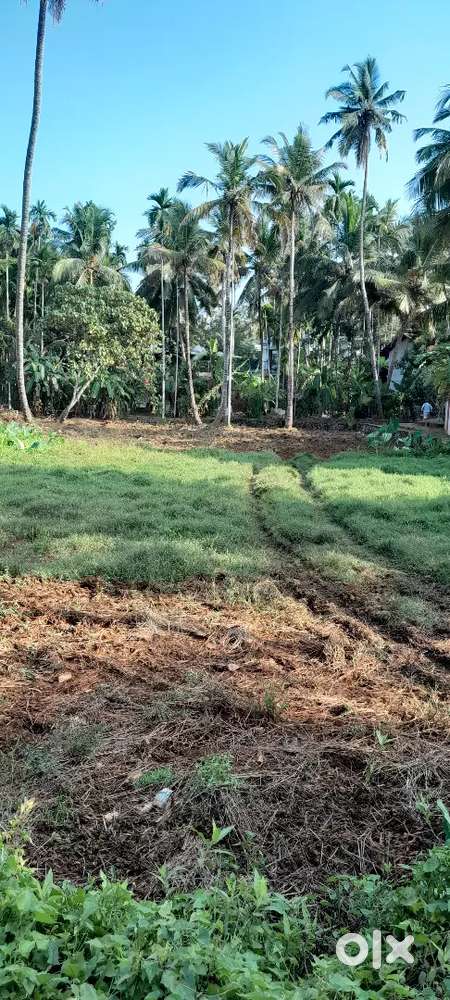 49 Cent Land in Kolaserry