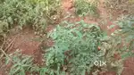 2 Acre agriculture land for sale in near eriyode, dindigul district