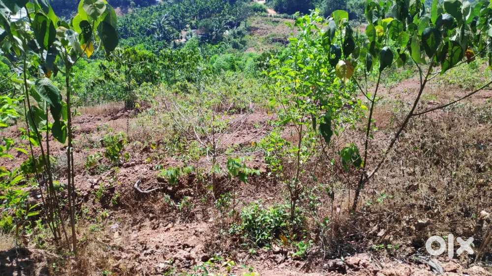 5.8 cents land for sale at padavinangadi behind inland Windsor flat