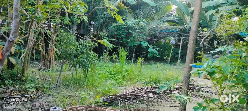 Want to sell 10 lecha myadi land near Pathsala Railway station