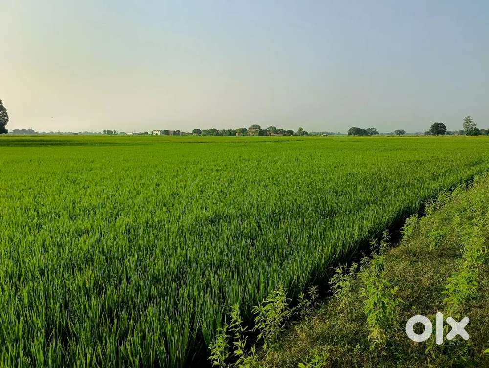 Future hold plots in Chakia