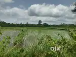 2 Acre 20 gunta agricultural land near thyavanige camp , Davangere