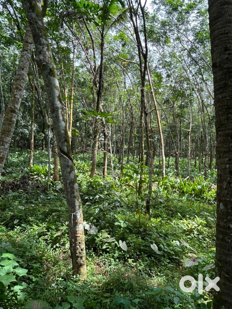 Rubber trees in 120 cents of land