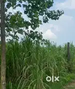 70 Bigha Land on road Jansath Muzaffarnagar